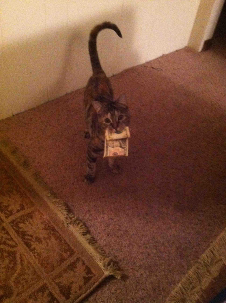 cat carries money in mouth