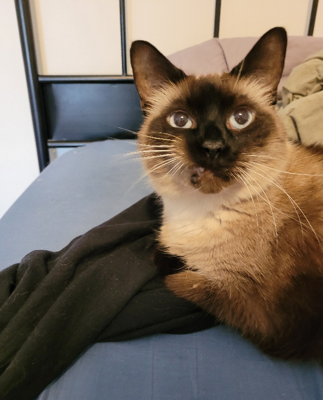 cat sitting on shirt appears to be sneering
