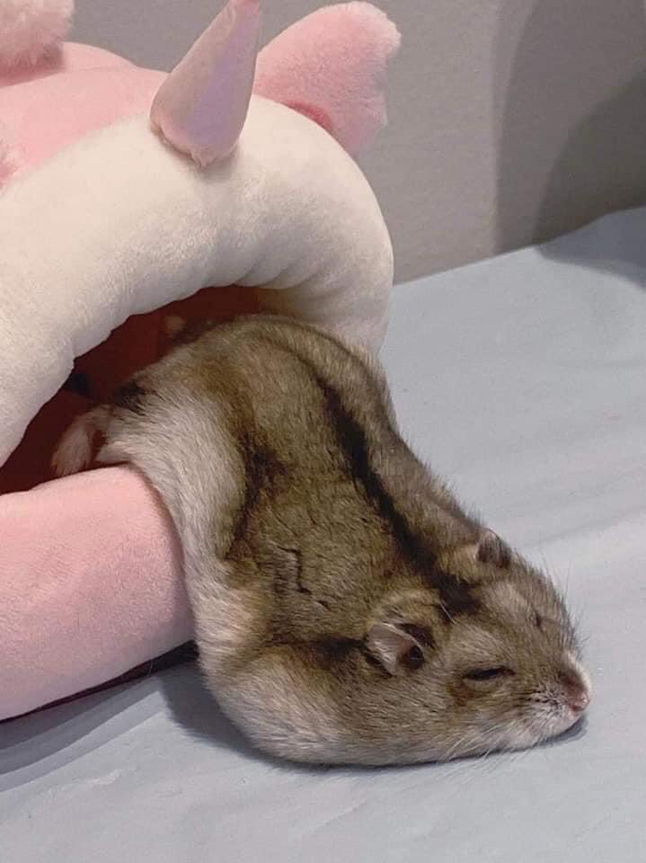 Sleeping hamster appears to be coming out of stuffed toys mouth