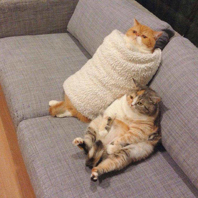 Two cats sit on sofa one is wrapped in towel