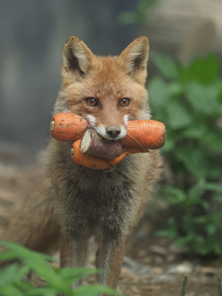 fox carries carrots in mouth