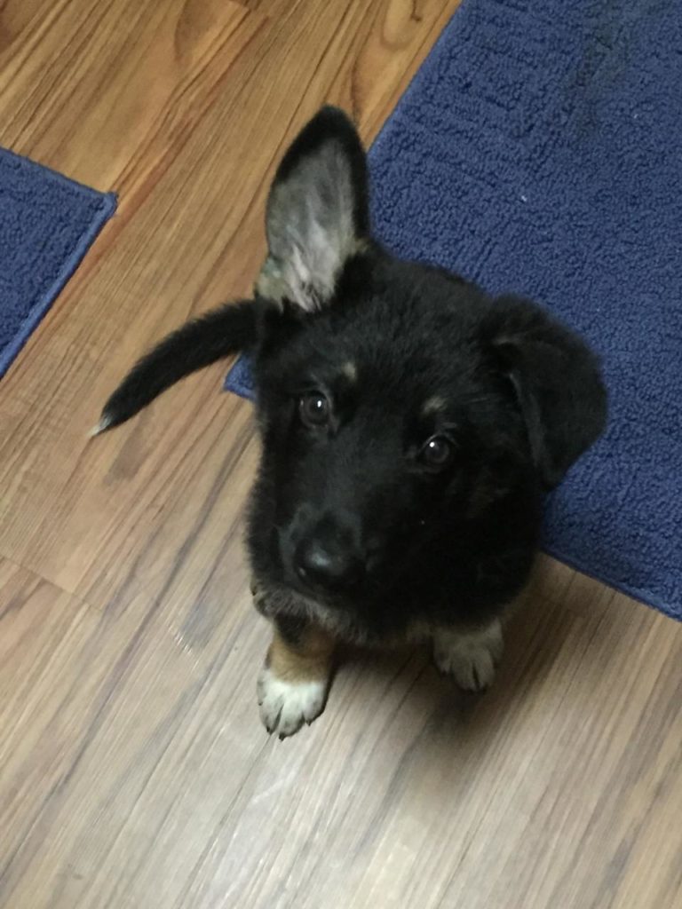 Puppy has one ear raised up