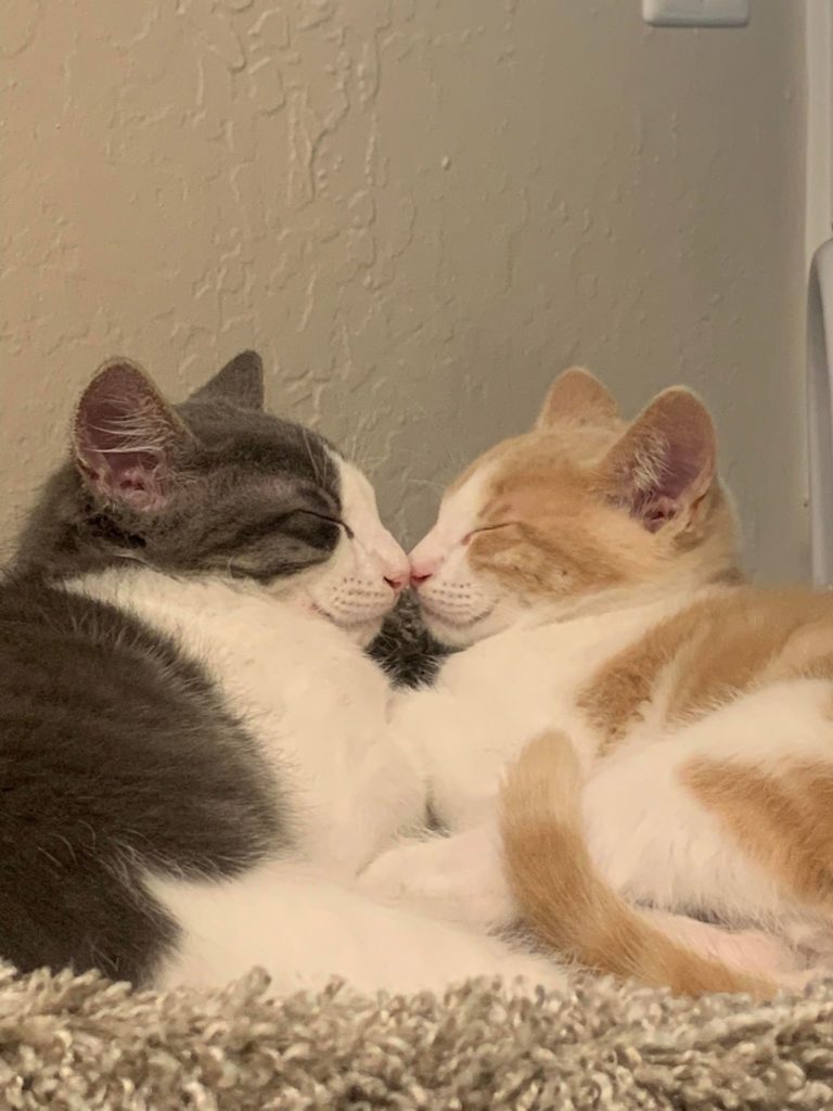 Two cats sleep with their heads close together
