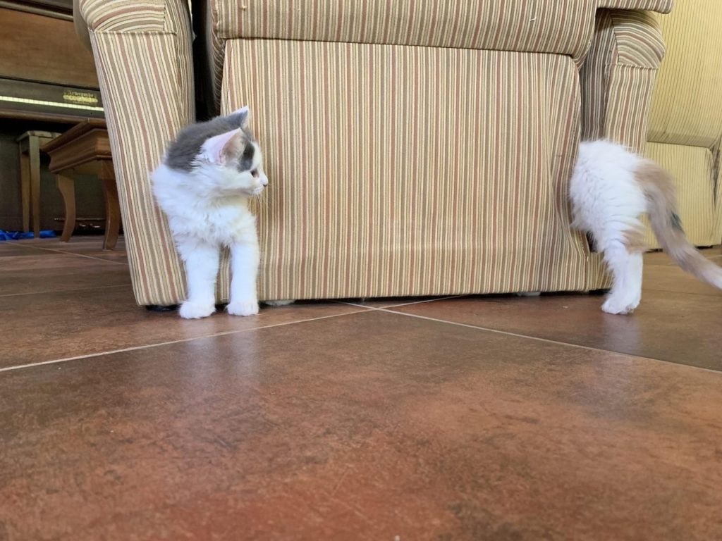 two cats look like one cat with front and back halves