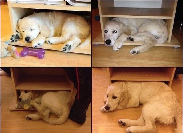 four photos of same dog sleeping in same cabinet, taken at different ages and size. in last photo, dog no longer fits in cabinet.
