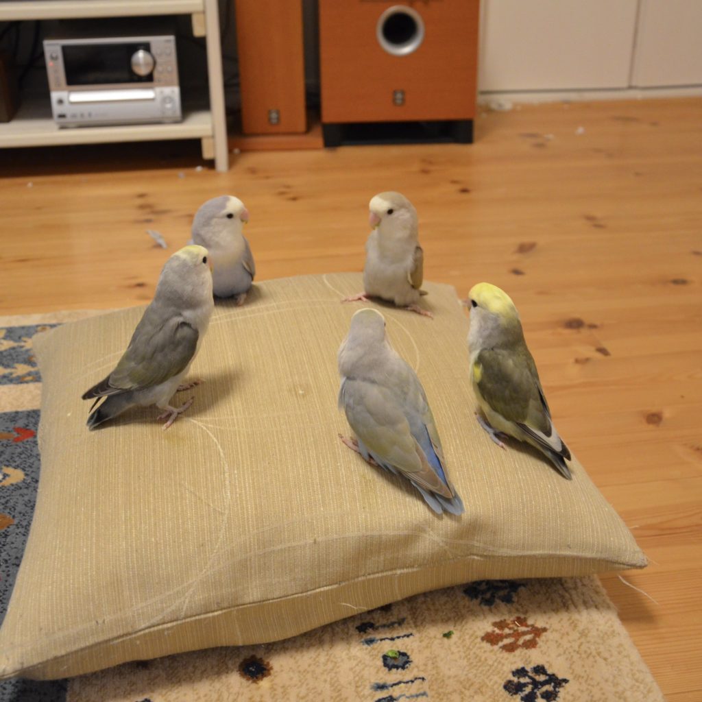 five budgies stand on a floor cushion facing each other