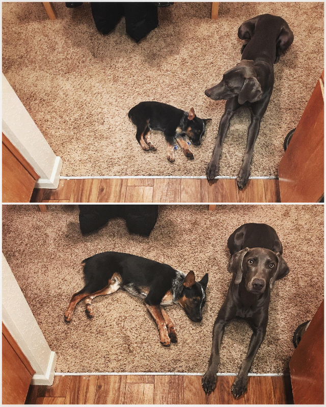 two photos of the same dogs in the same pose in the same place, taken months apart