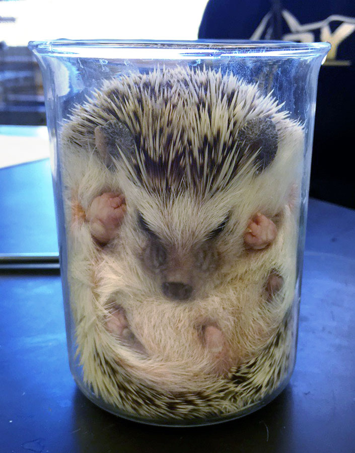 hedgehog sleeps in glass beaker