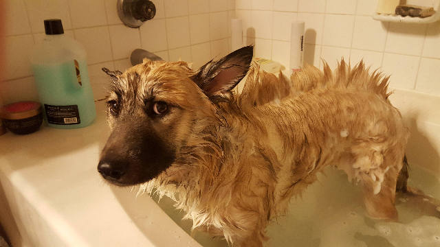 dog in bathtub, with wet hair on back formed into spikes