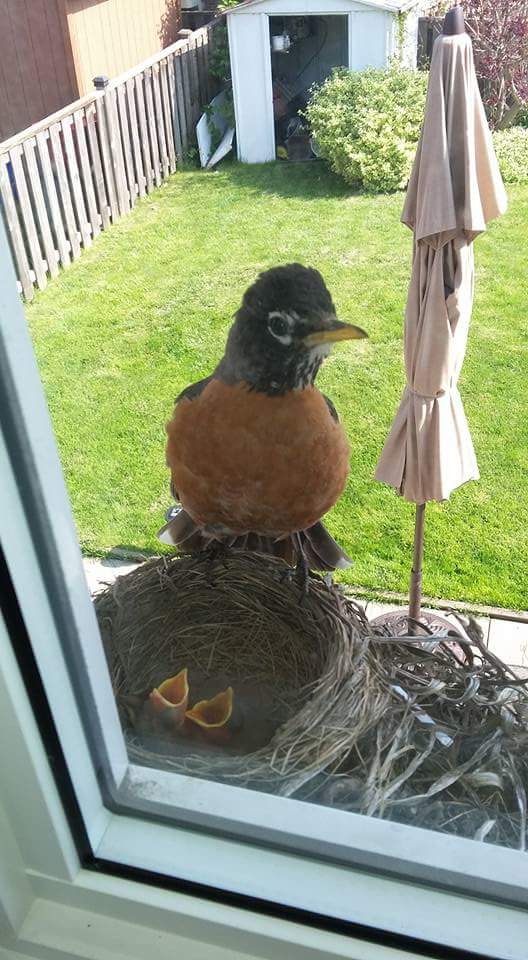 Bird sits on window ledge next to her nest containing two hungry baby birds