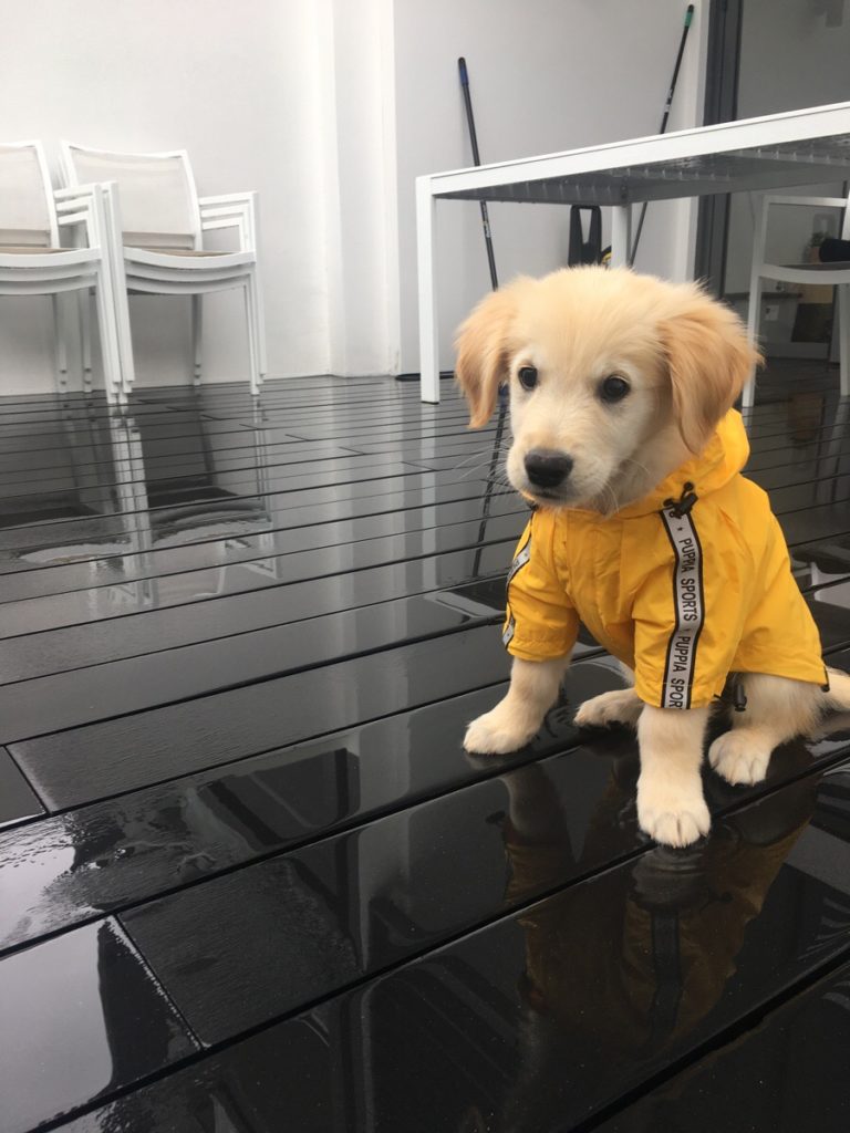 Puppy in yellow raincoat