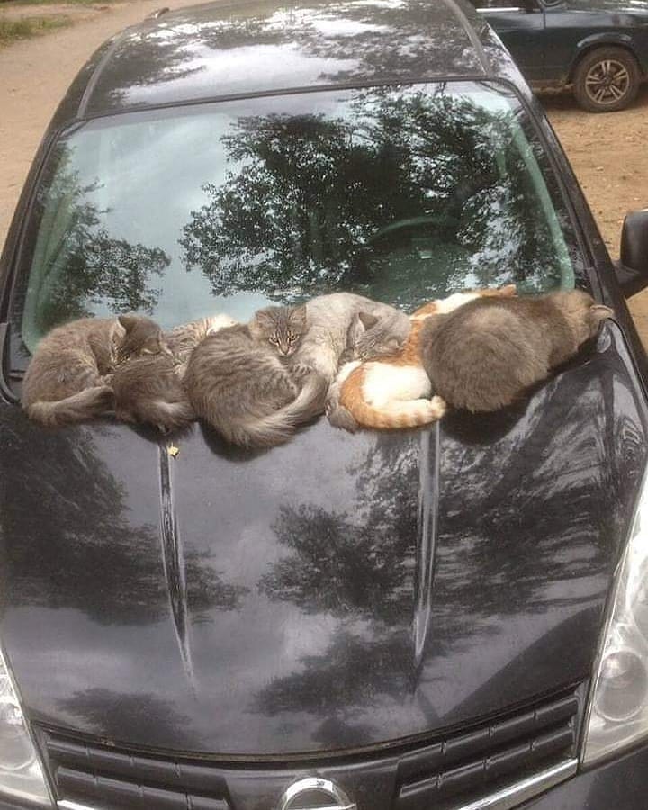 A group of cats sits on the hood of a car just below the windshield