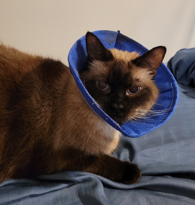 Cat wearing cone of shame