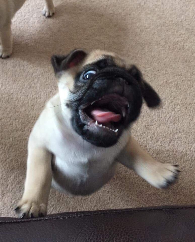 Pug dog jumps up from carpet, showing teeth