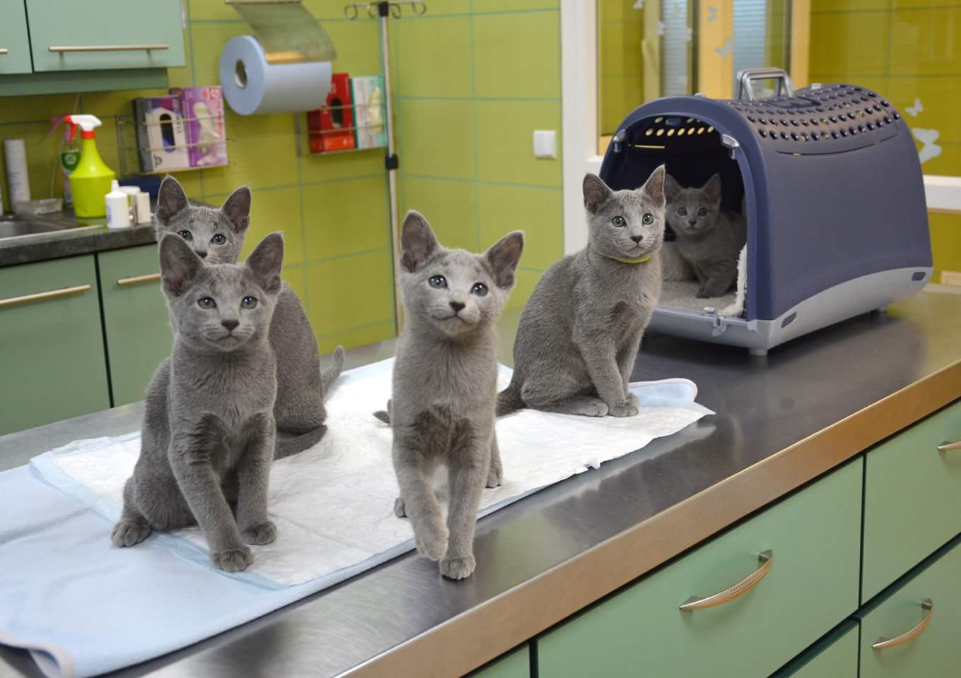 Identical kittens in vet office