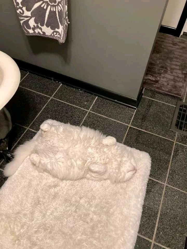 Fluffy white cat lies on fluffy white bathroom mat, almost invisible