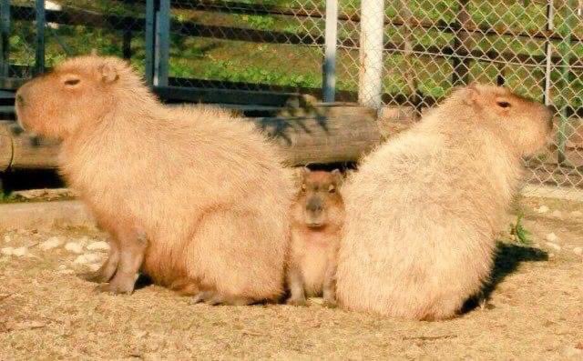 Two adult Capybaras sit facing apart from each other. a baby capybara is between them