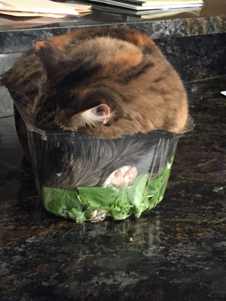 Cat sleeping in plastic box on top of salad