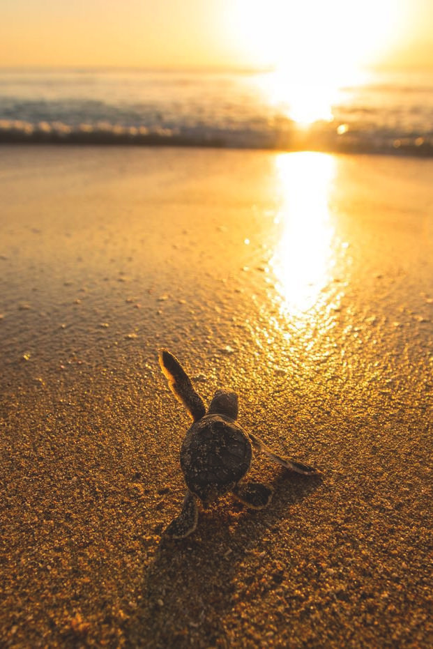baby sea turtle running to the ocean