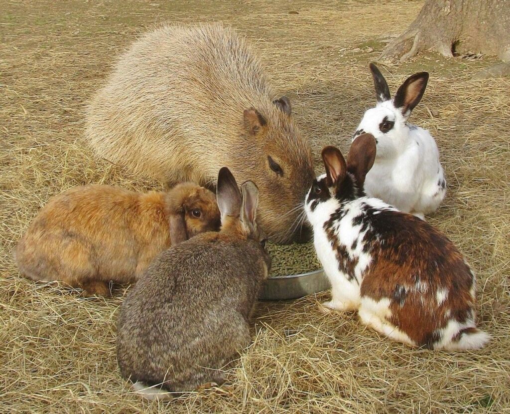 Four rabbits and a capybara eat from a dish.