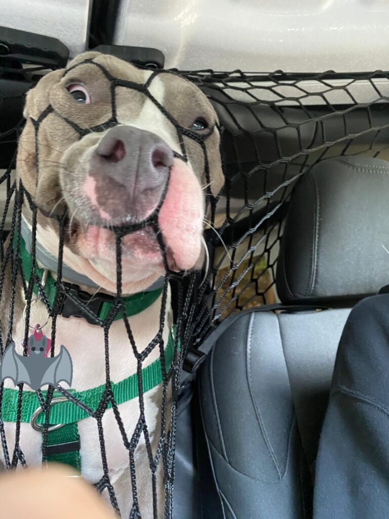 Dog attempts to stick head through netting in car