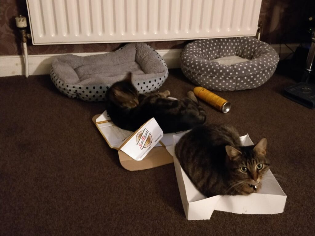 Two cats sit in cardboard boxes and ignore cat beds behind them
