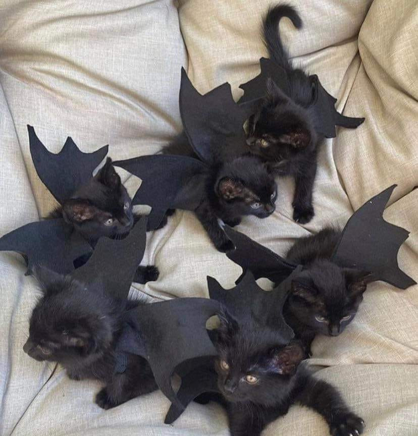 Six black kittens, wearing bat wing costumes, photographed on a sofa from overhead