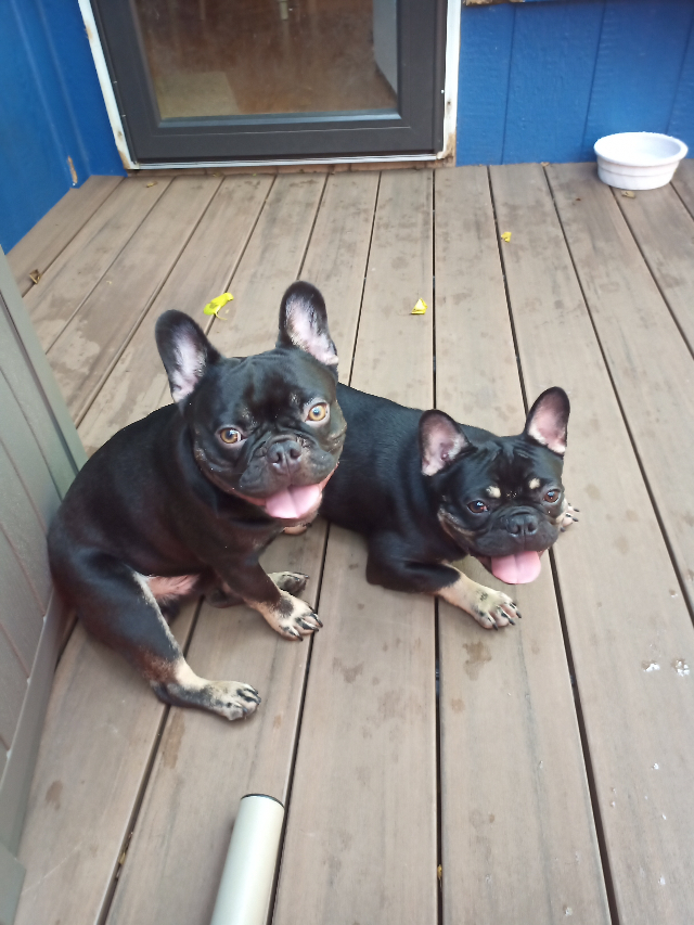 french bulldogs on backyard deck