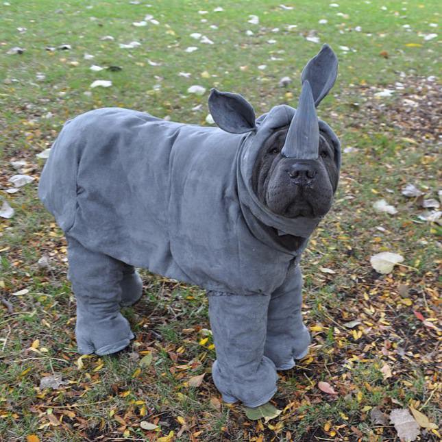 Dog wears a full body rhinoceros costume, looking forelornly at the camera.