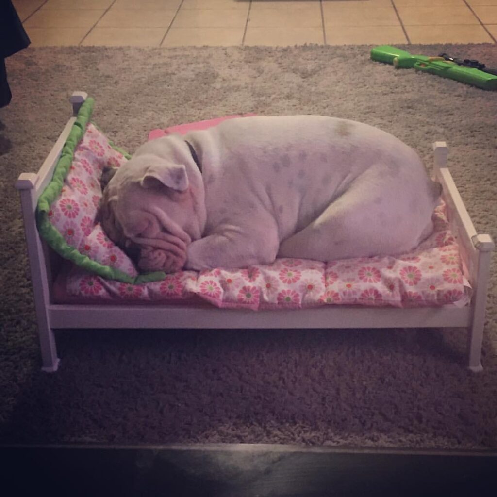 Plump hairless dog sleeps on a toy bed complete with floral mattress and pillow.