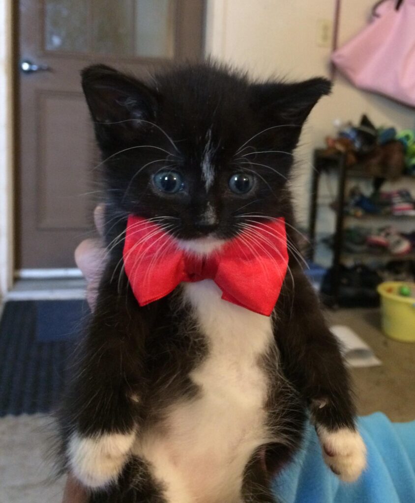 Black and white kitten in large red bow tie