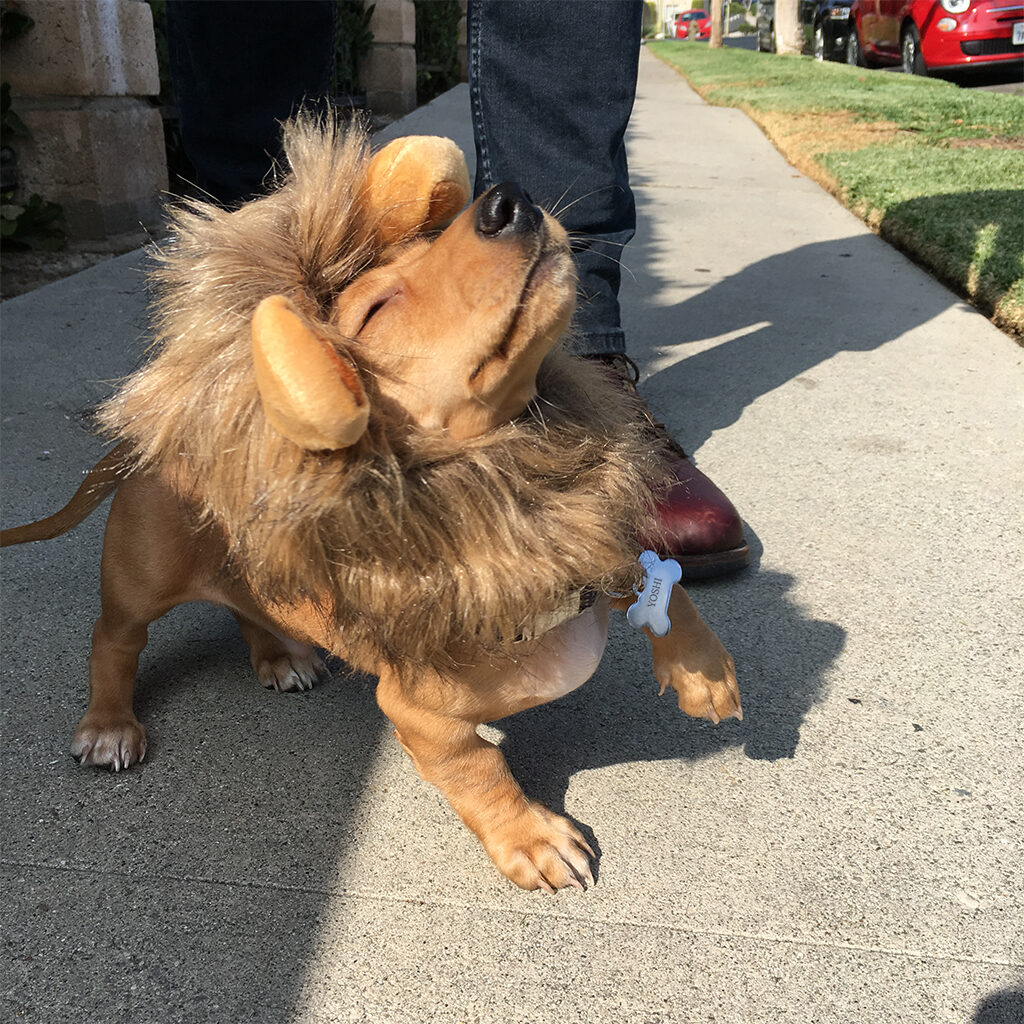 Dog proudly wears lion costume