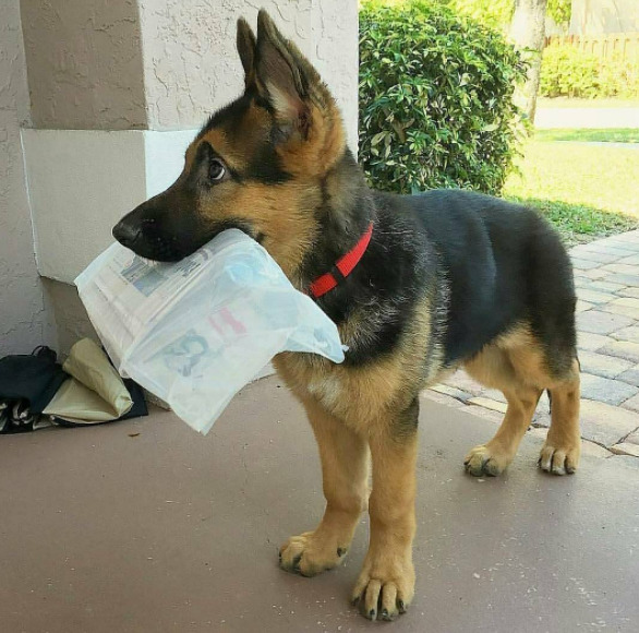 German Shepherd puppy holds newspaper in mouth
