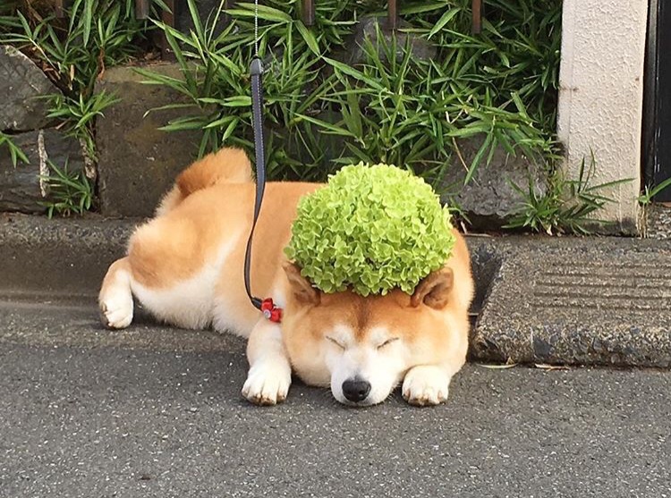 Shiba Inu dog has green flowers on head
