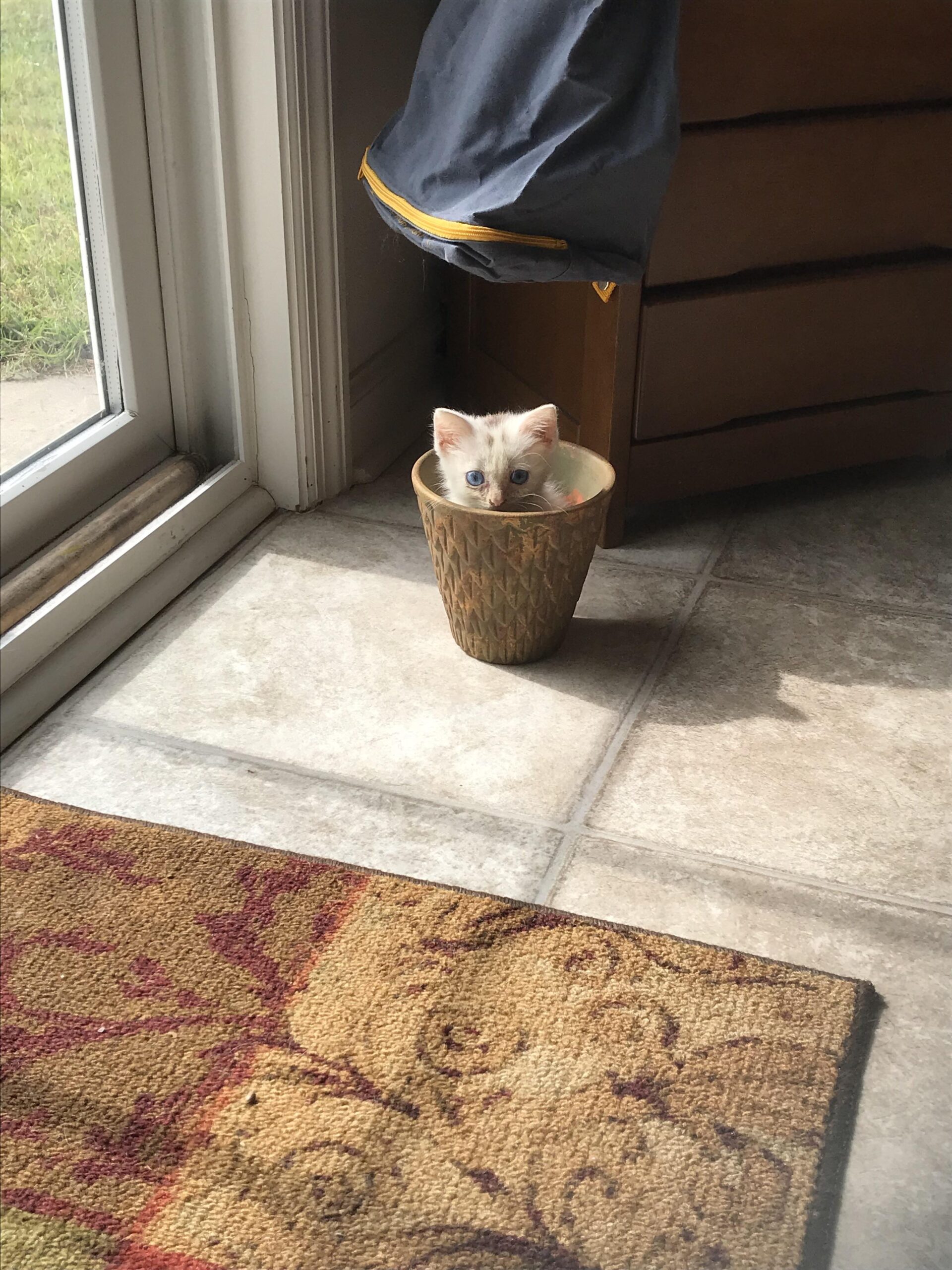 Kitten perks out of decorative flower pot near window
