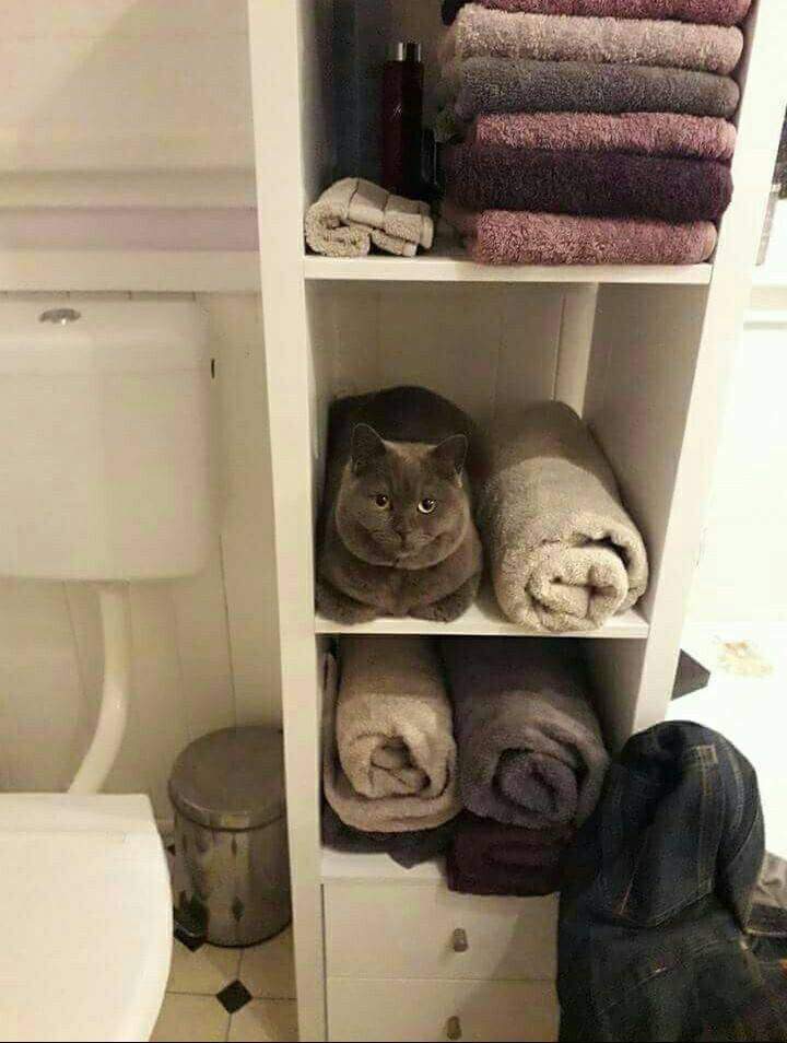 Cat sits on shelf next to roll up towels looking exactly like them