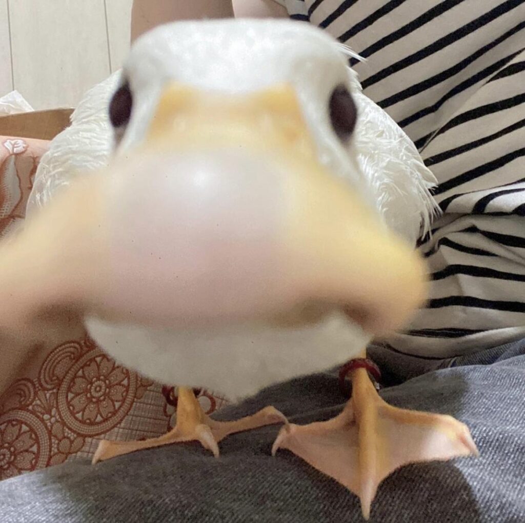 Close up of a duck bill