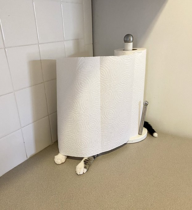 Cat hides behind paper towels