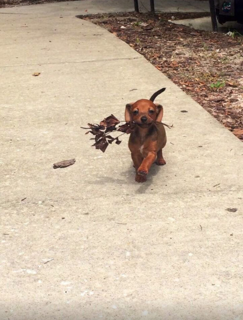 Puppy walks with dead leaves in mouth