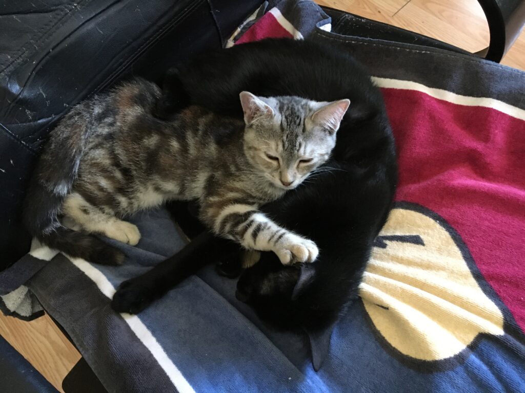 Two cats cuddle together