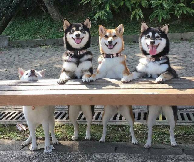 Three dog stand with their front paws on a table. A fourth door is having trouble joining them.