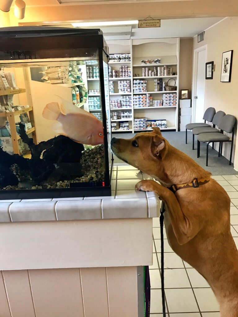 Dog looks at fish in fish tank