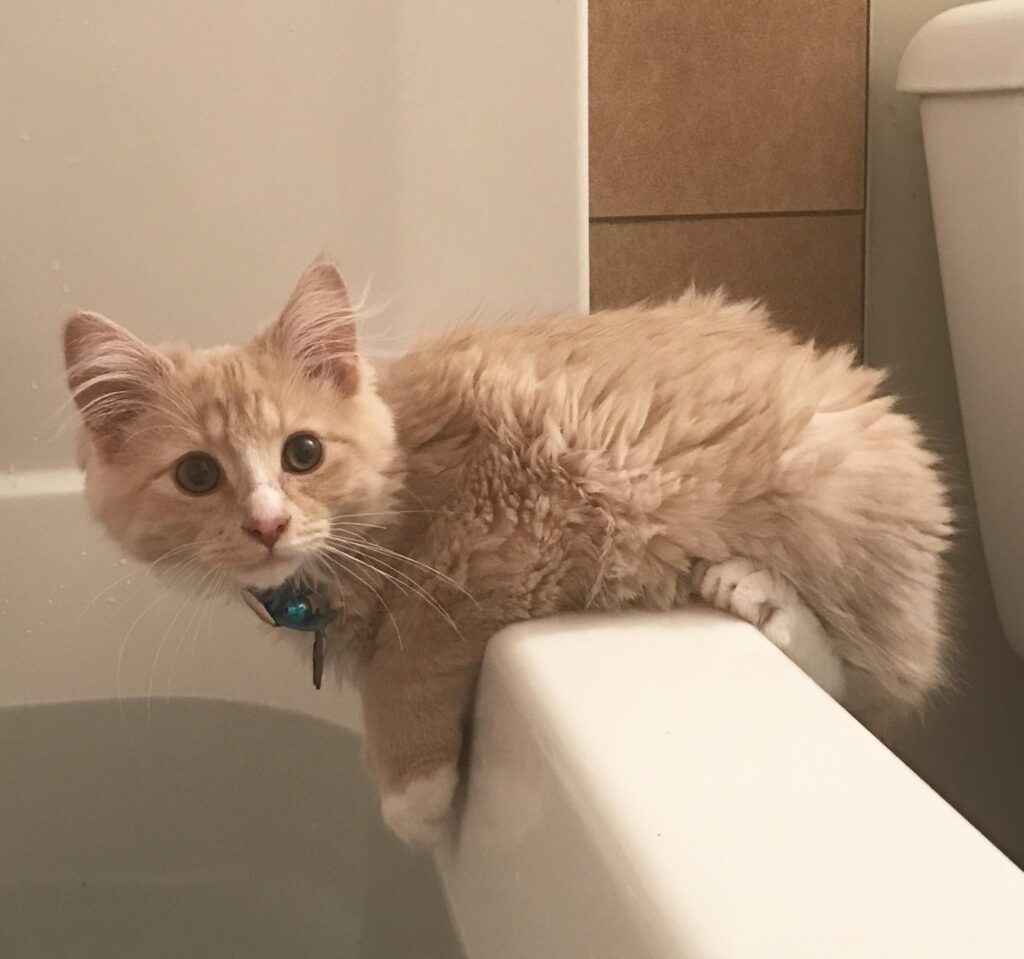 cat leans over edge of bathtub