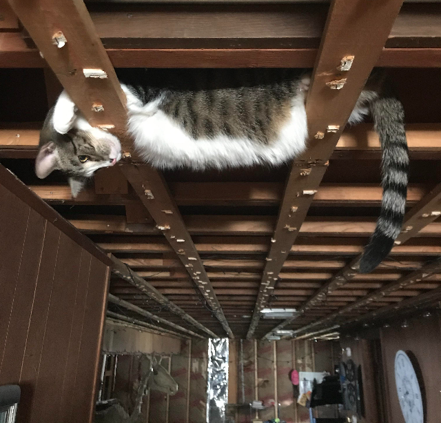 cat hides in exposed rafters