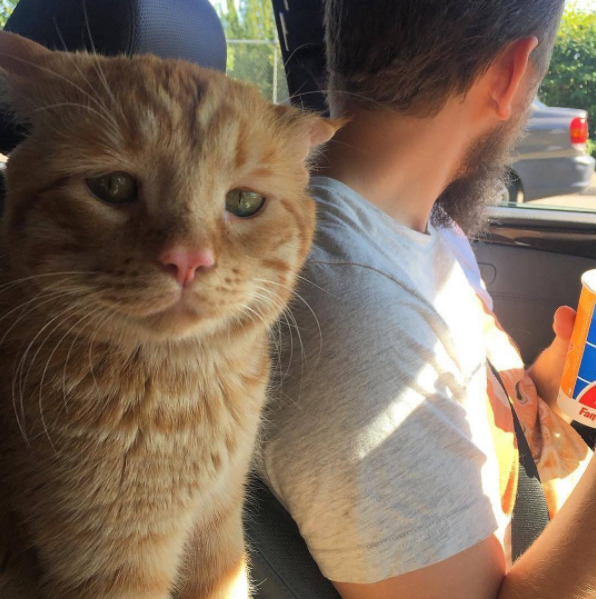 Cat in car looking disappointed