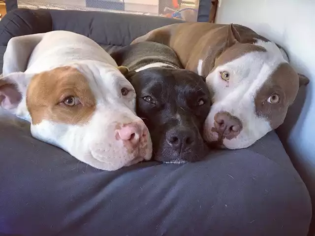 Three dogs rest with heads touching. 