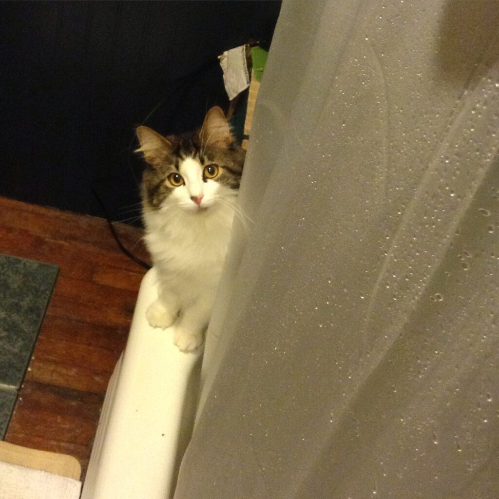 Cat sits on the edge of a bathtub next to the shower curtain and looks up at you