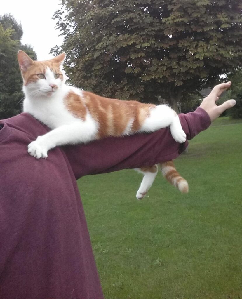 cat rests on man's outstretched arm