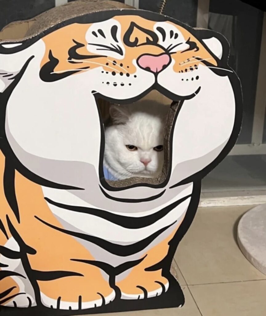cat looks through mouth of cardboard tiger cutout