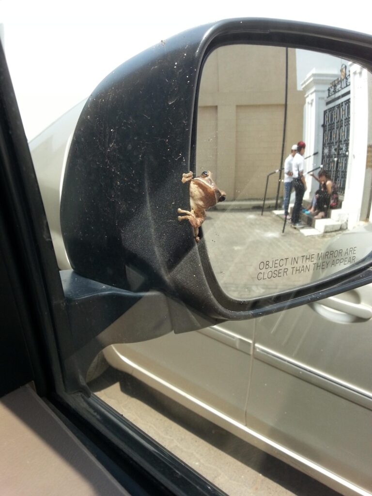 frog peeks out from car's side-view mirror.